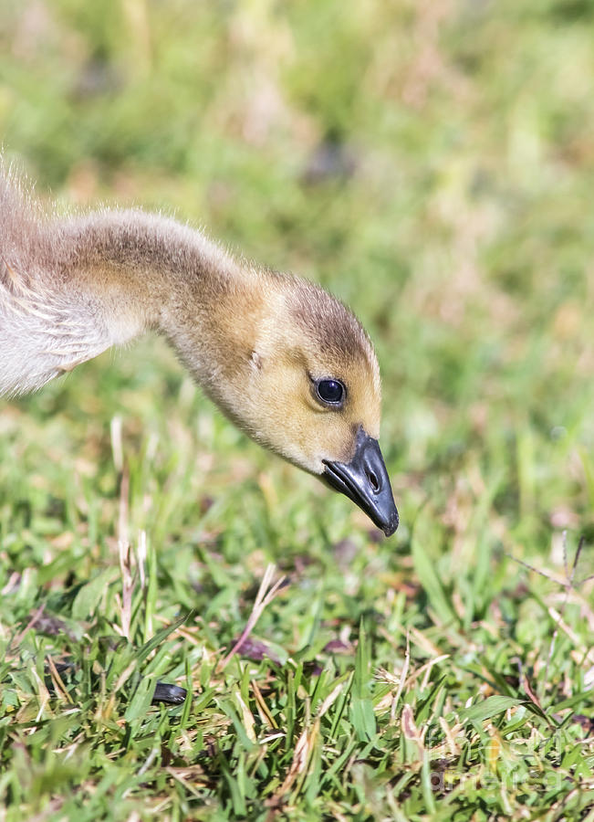 Canadian Gosling Photograph by Robert Frederick