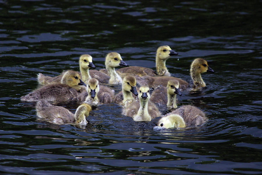 Canadian Goslings Photograph by Jake Danishevsky