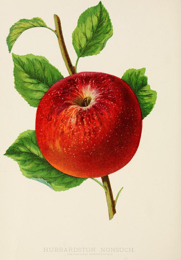 Canadian Horticulturalist 1888-96 - Hubbardston Nonsuch Apple Painting ...