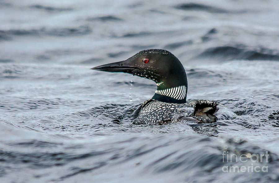 Canadian Loon Photograph by Cheryl Baxter