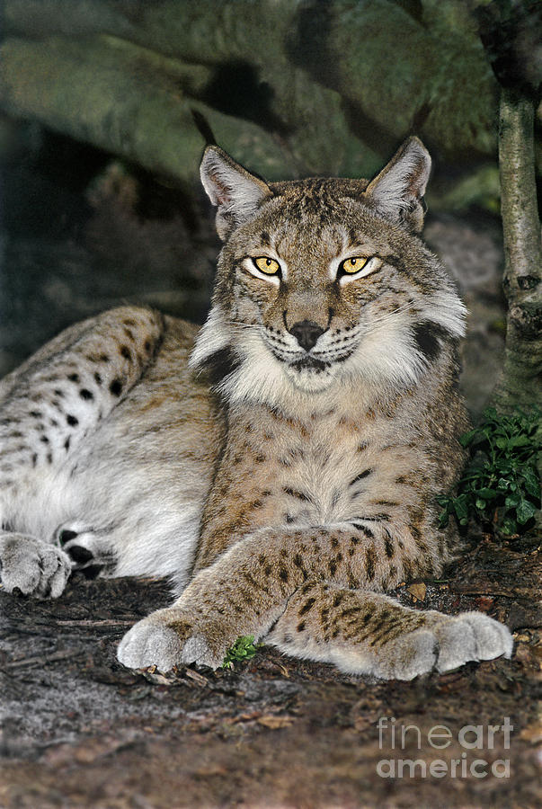 Canadian Lynx Felis Lynx Wildlife Rescue Photograph by Dave Welling