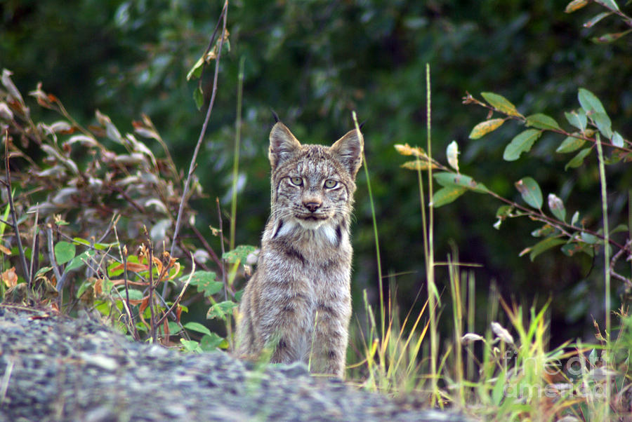 Canadian Lynx Photograph by Louise Magno