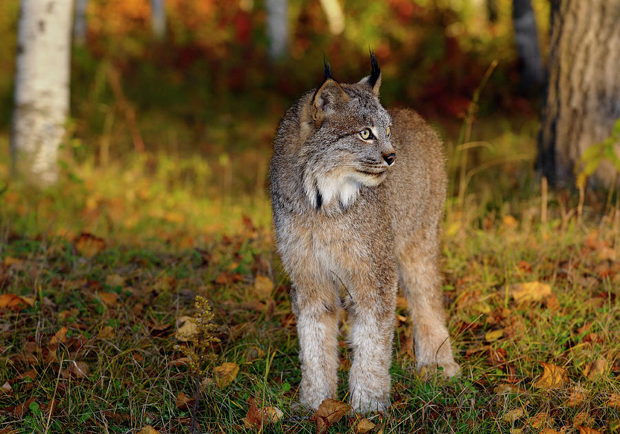 Canadian Lynx standing in a clearing by a colorful Autumn forest ...