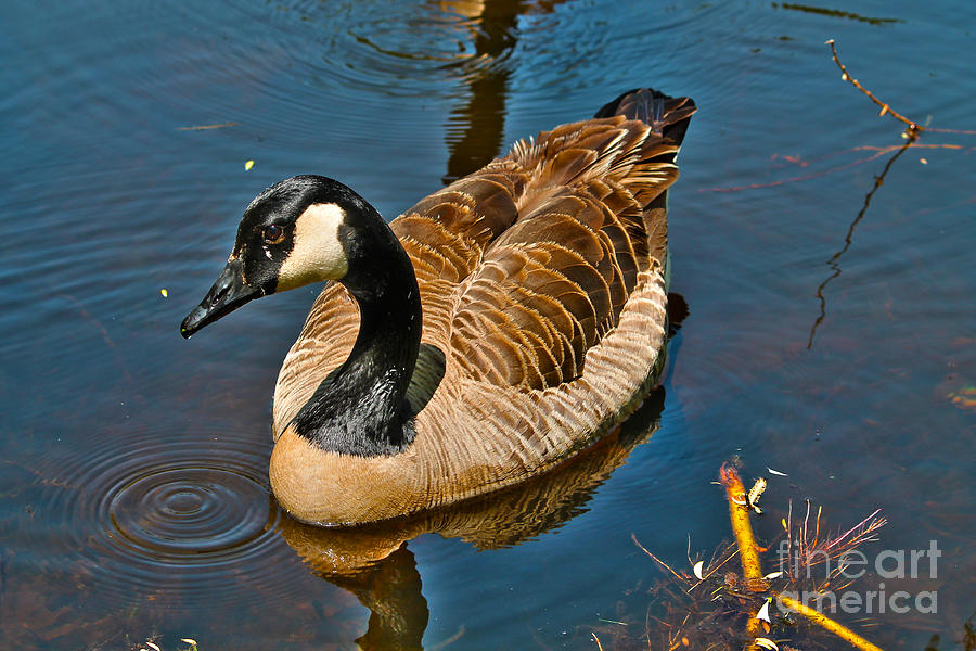 Canadian male goose posing Photograph by Claudia M Photography