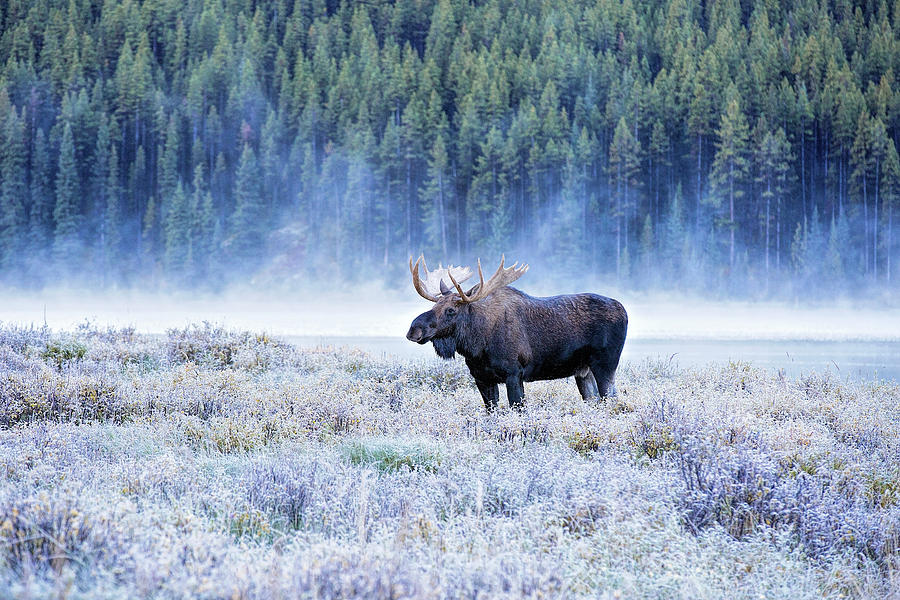 Moose in Canada Photograph by Deborah Penland