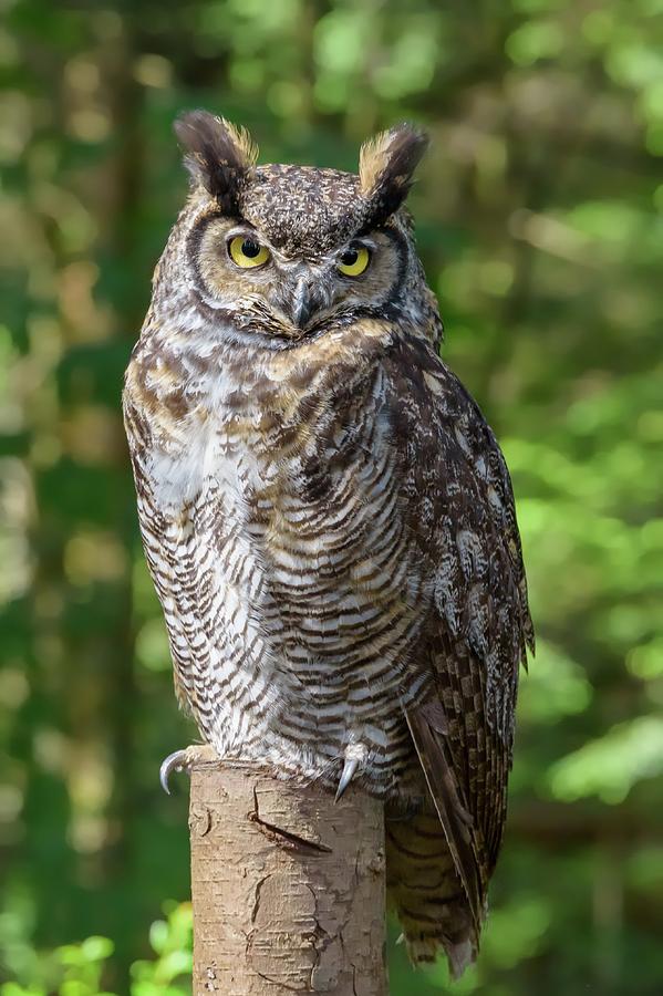 Canadian Owl  Photograph by Chris Buff