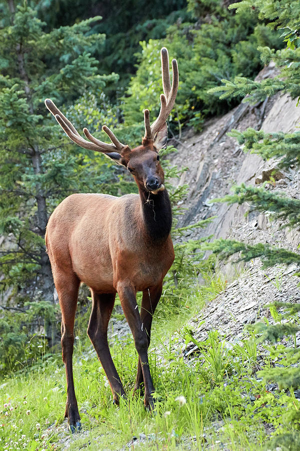 Canadian Rockies Bull Elk 2 Photograph by David Beebe