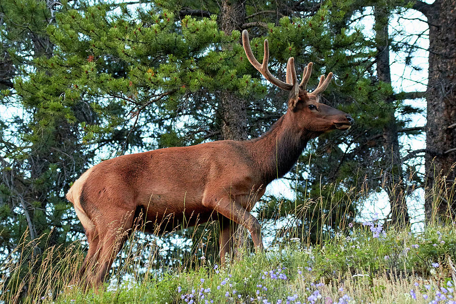 Canadian Rockies Bull Elk 3 Photograph by David Beebe