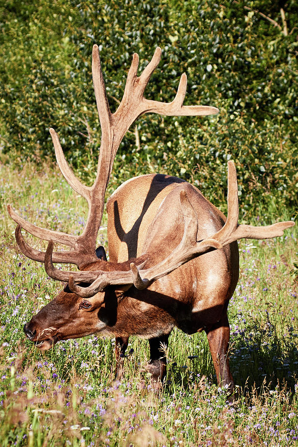 Canadian Rockies Bull Elk 4 Photograph by David Beebe