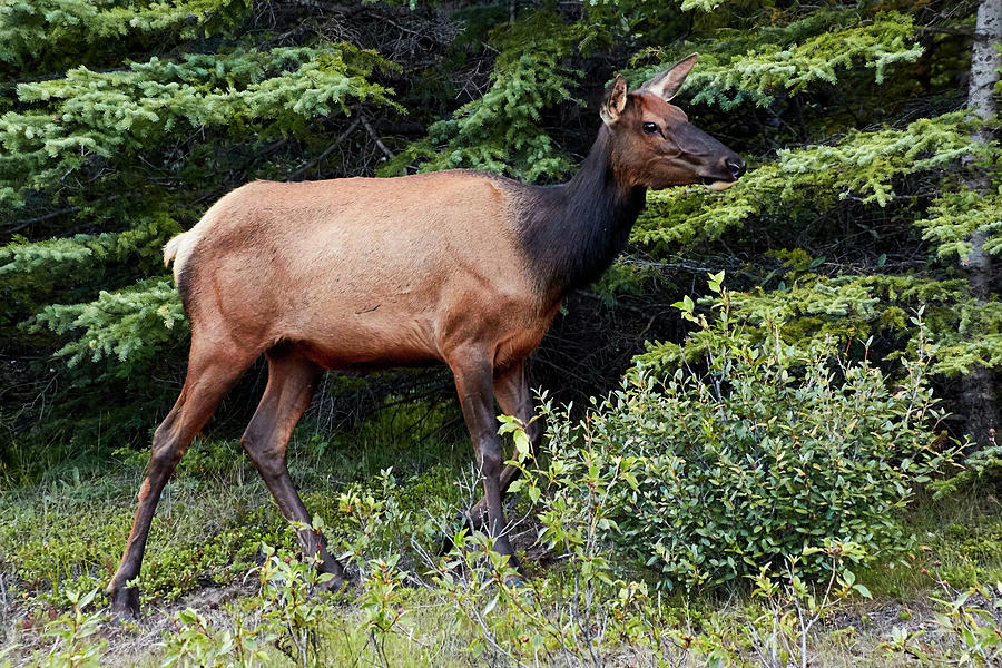 Canadian Rockies Cow Elk 1  Photograph by David Beebe