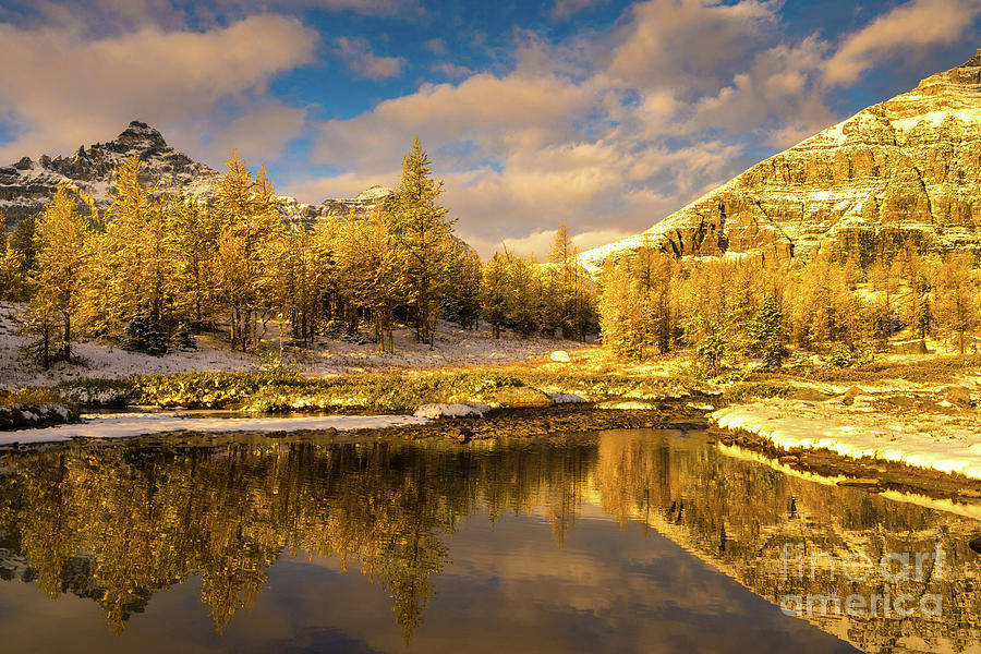 Canadian Rockies Golden Landscape Autumn Reflection Photograph by Mike Reid