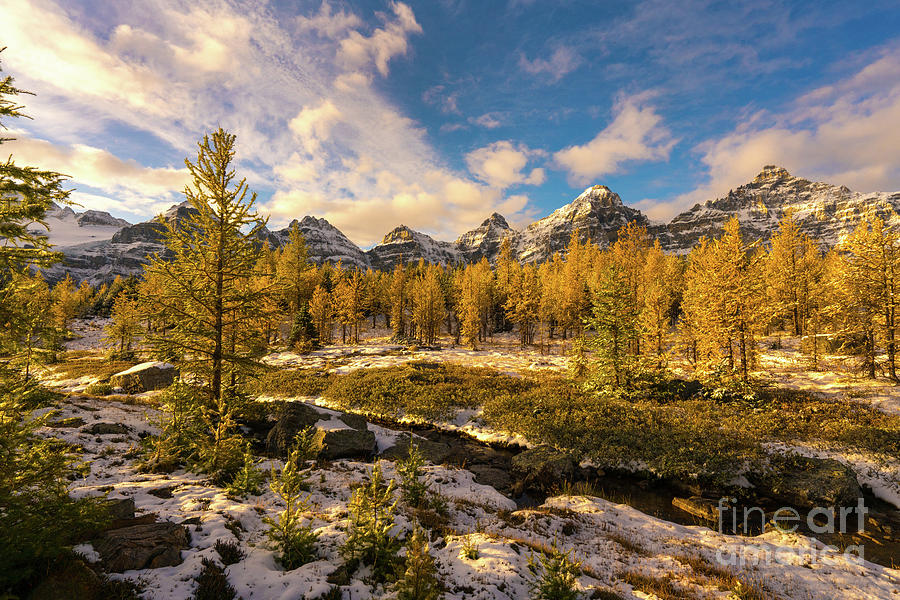 Canadian Rockies Golden Larches in Larch Valley Photograph by Mike Reid