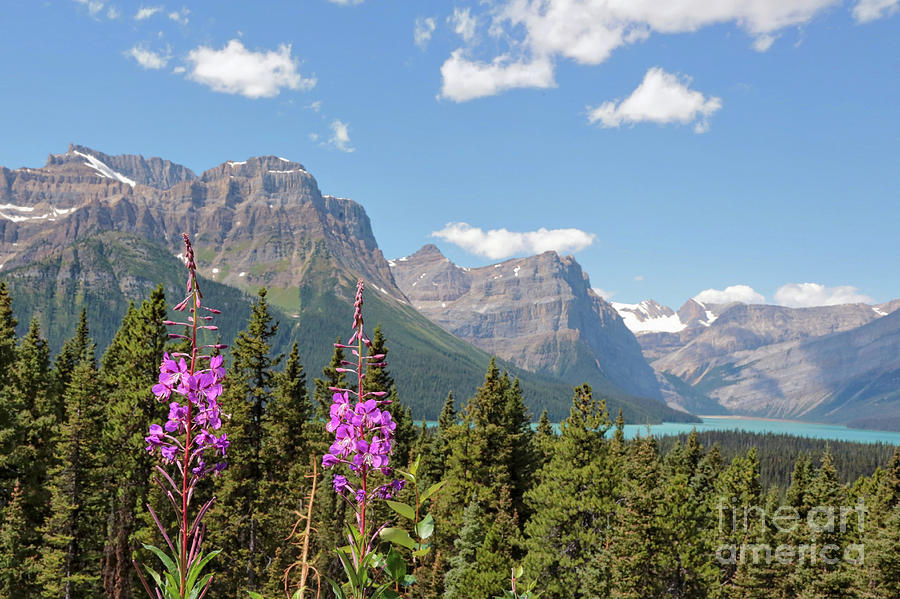 Canadian Rocky Mountains with Pink Wildflowers  Photograph by Carol Groenen