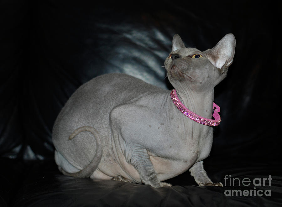 Canadian best sale sphynx cat