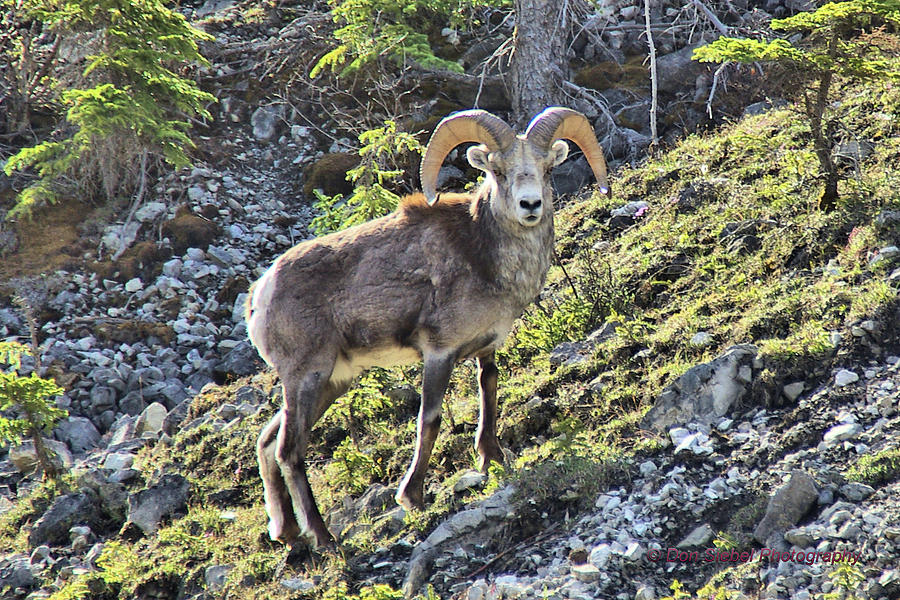Canadian Stone Ram Photograph by Don Siebel