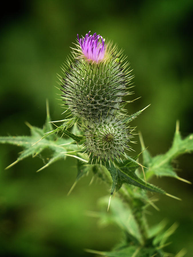 Canadian Thistle Photograph by Inge Riis McDonald