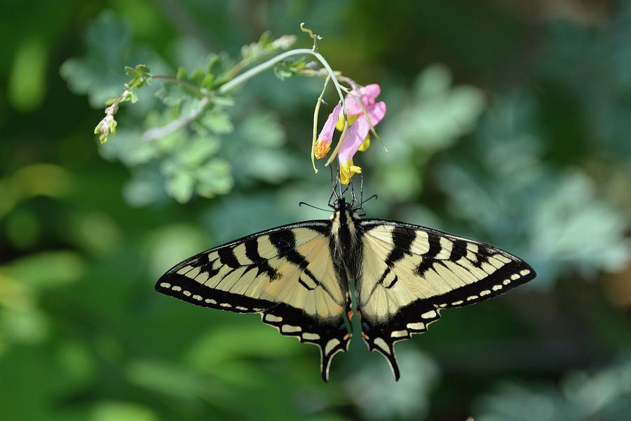 Canadian Tiger Swallowtail Butterfly Photograph by David Porteus