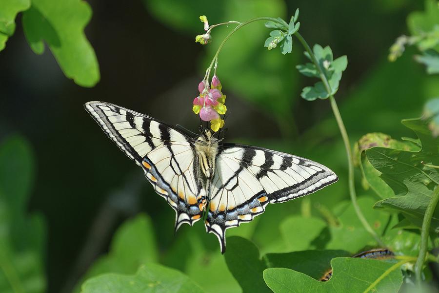 Canadian Tiger Swallowtail Butterfly-underside Photograph by David Porteus