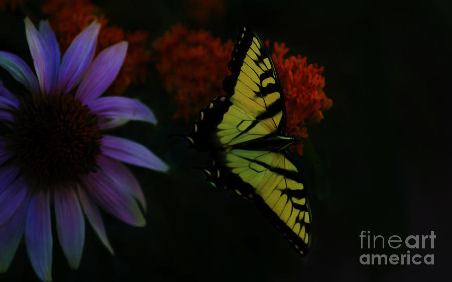 Butterfly Digital Art - Canadian Tiger Swallowtail by Gary Rieks