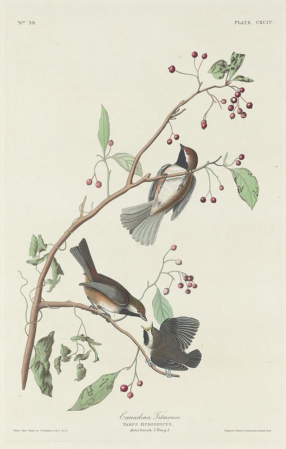 John James Audubon Drawing - Canadian Titmouse by Dreyer Wildlife Print Collections 