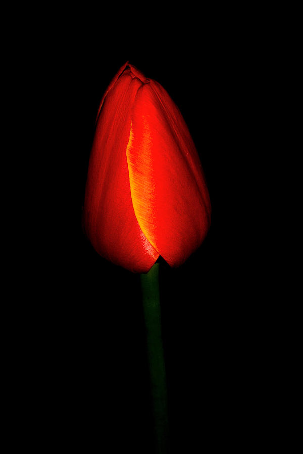 Canadian Tulip Photograph