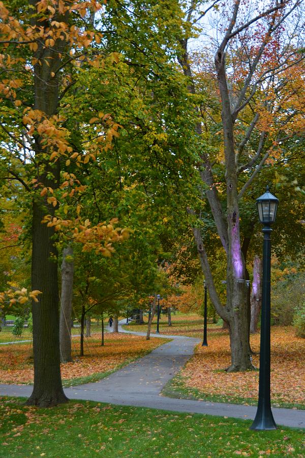 Canadian Walk in Autumn Photograph by Nancy Jenkins - Pixels