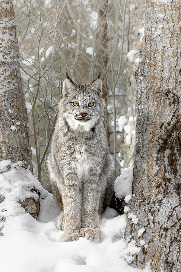 Canadian Wilderness Lynx Photograph by Wes and Dotty Weber