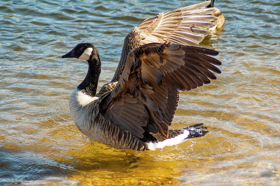 water wings canadian tire