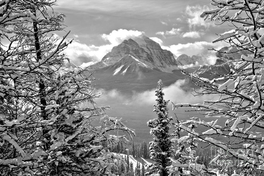 Canadian Rockies Through The Snow Covered Trees Black And White Photograph by Adam Jewell