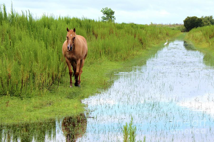 Canal Horse Photograph by Robert Wilder Jr