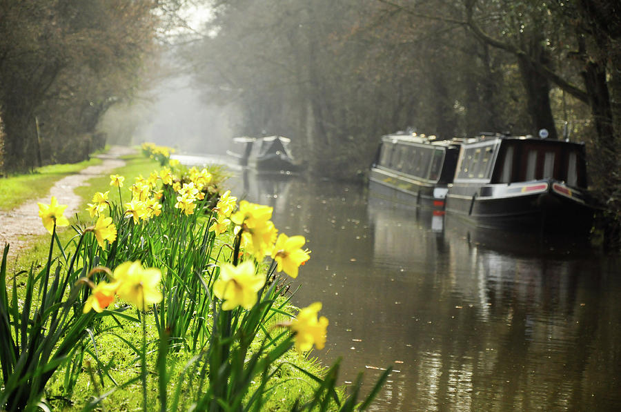 Canalside Daffodils Photograph by Geoff Smith