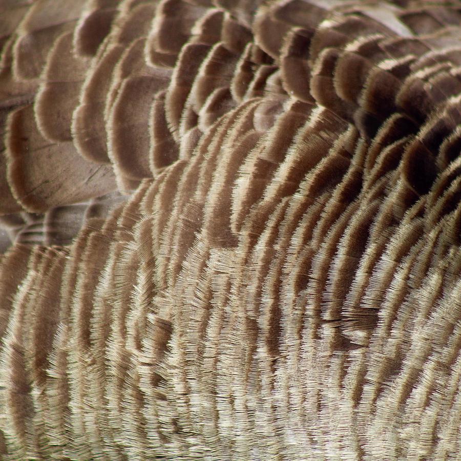 Canandian Goose Feathers Photograph by M E