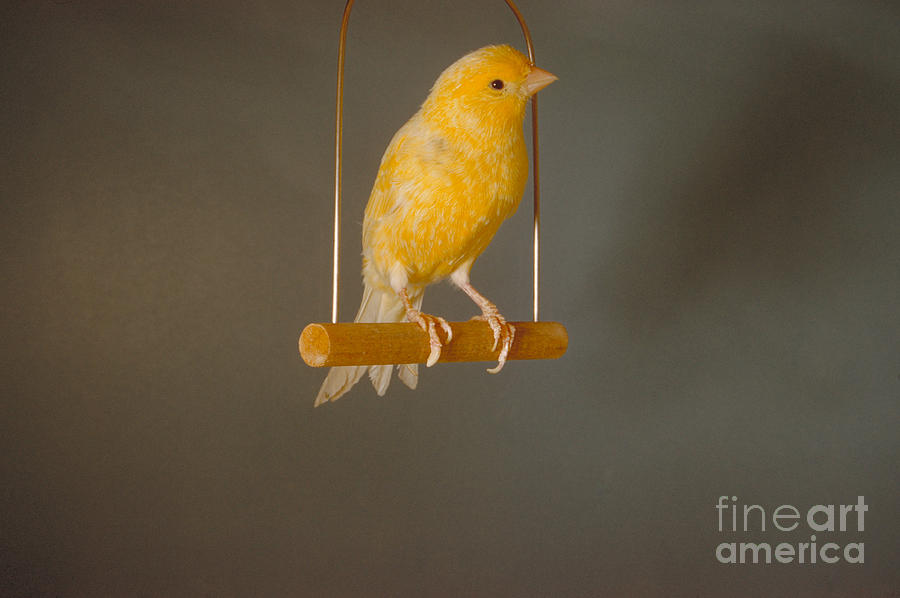Bird Photograph - Canary On Swing by William J. Jahoda