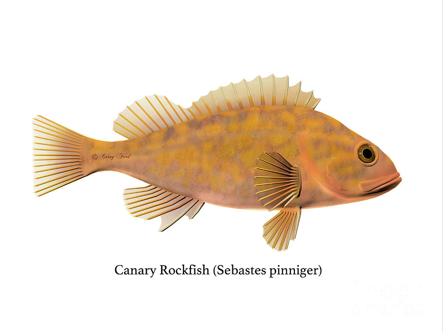 Canary Rockfish Digital Art by Corey Ford