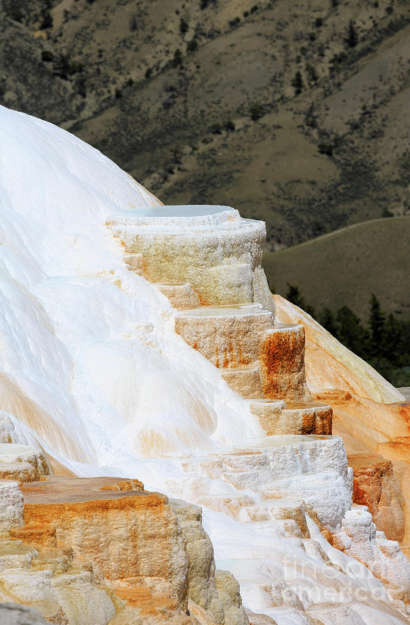 Canary Spring at Mammoth Hot Springs Upper Terraces Photograph by Louise Heusinkveld