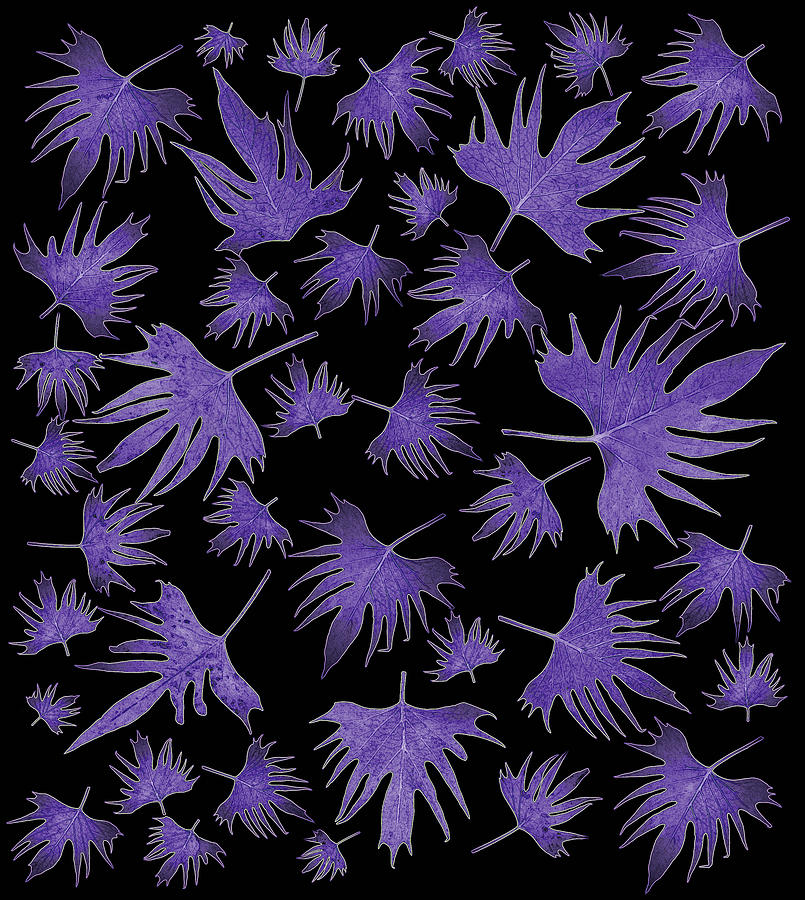 Canary Vine Leaves - Purple  Digital Art by Sandra Foster
