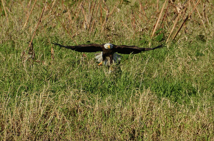Canaveral Marshes Eagle Photograph by Ben Prepelka