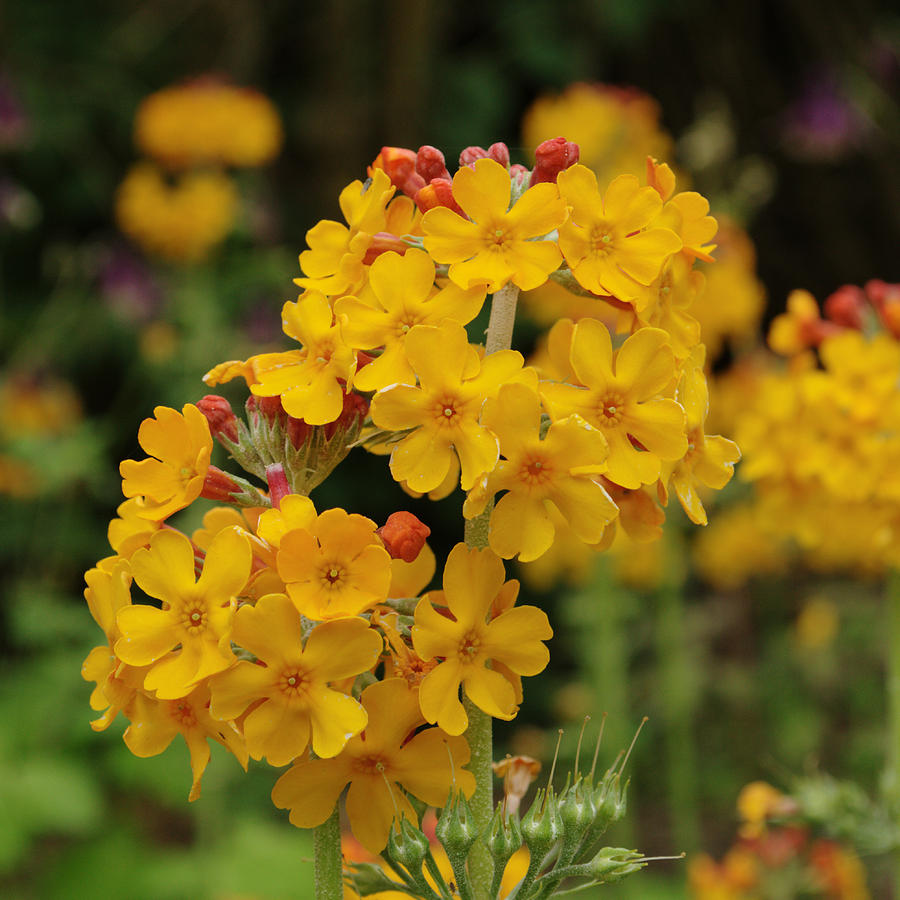Flower Photograph - Candelabra Primula by Adrian Wale