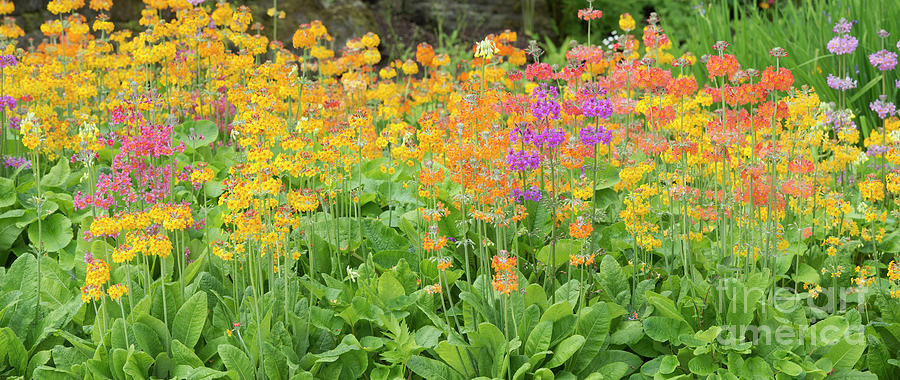 Flower Photograph -  Candelabra Primula Flowers Panoramic by Tim Gainey