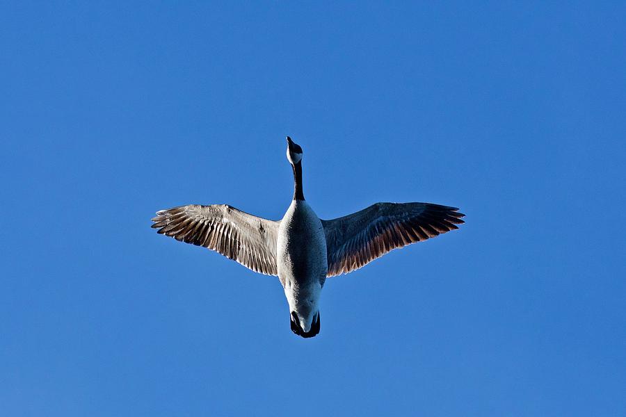 Goose Photograph - Candian Goose in Flight 1648 by Michael Peychich