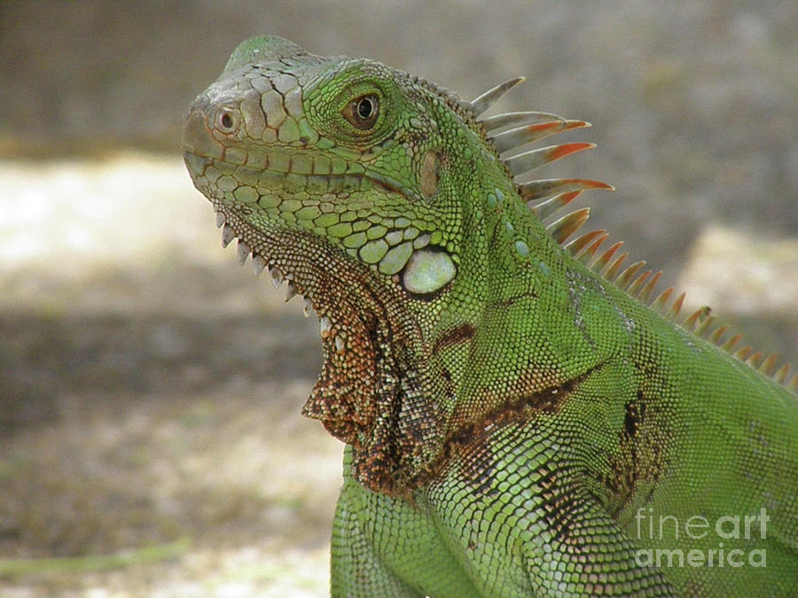 Candid of a Green Iguana Photograph by DejaVu Designs