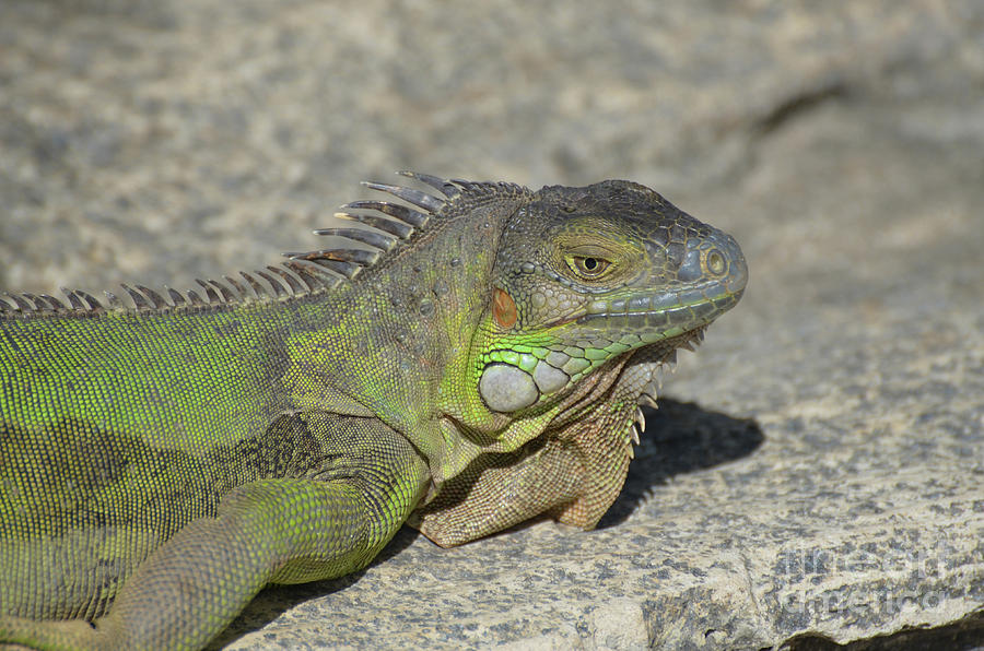 Candid of a Green Iguana on a Rock Photograph by DejaVu Designs