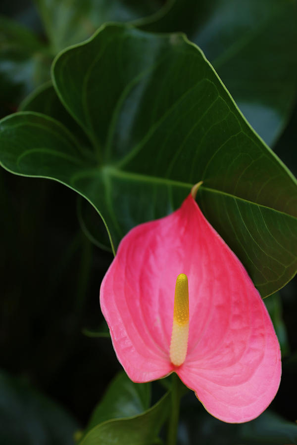 Burning Candle Anthurium Photograph by Tammy Pool