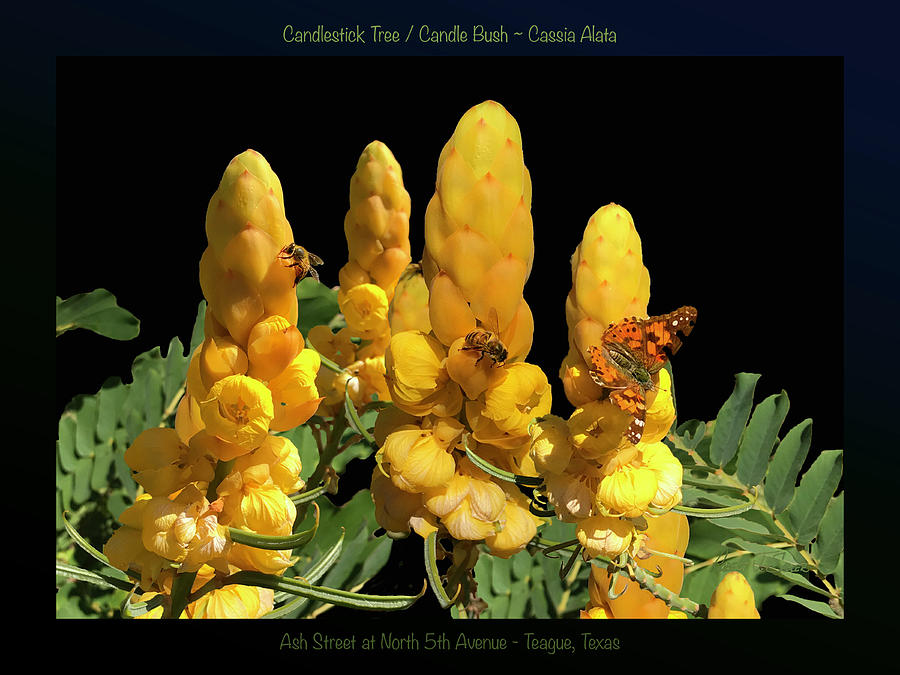 Candle Bush - Cassia Alata POSTER Photograph by Robert J Sadler