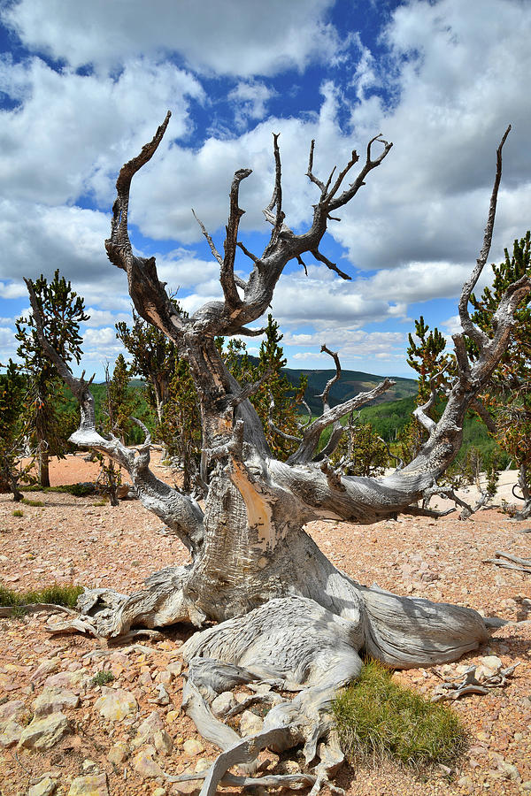 Candlelabra Bristlecone Photograph by Ray Mathis