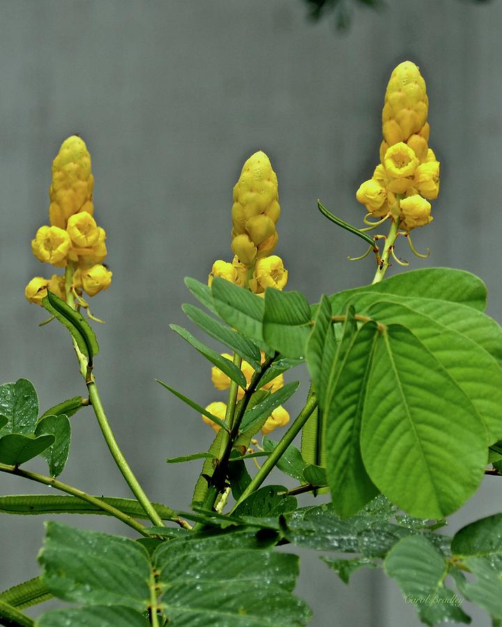 Candlestick Cassia Flowers Photograph By Carol Bradley Fine Art America 