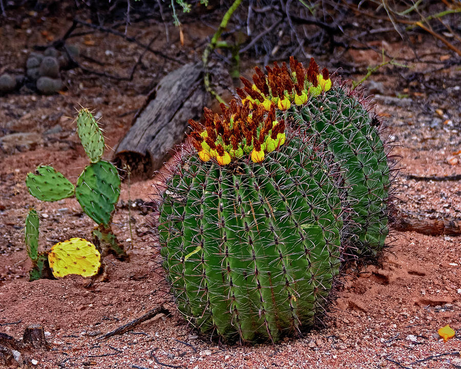 Candy Barrel Cactus h51 Photograph by Mark Myhaver