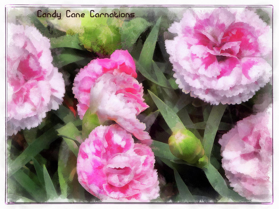 Candy Cane Carnations Digital Art by Leslie Montgomery