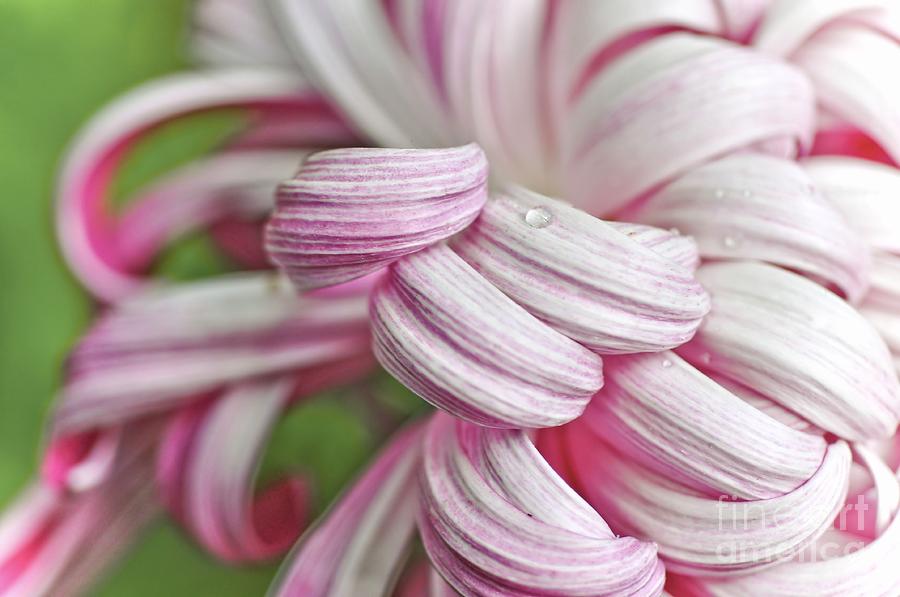 Candy Cane Petals Photograph by Elaine Manley