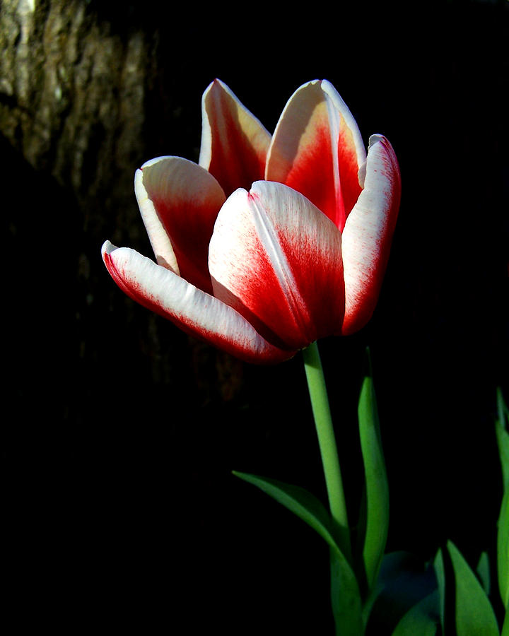 Candy Cane Tulip Photograph by Peggy Urban